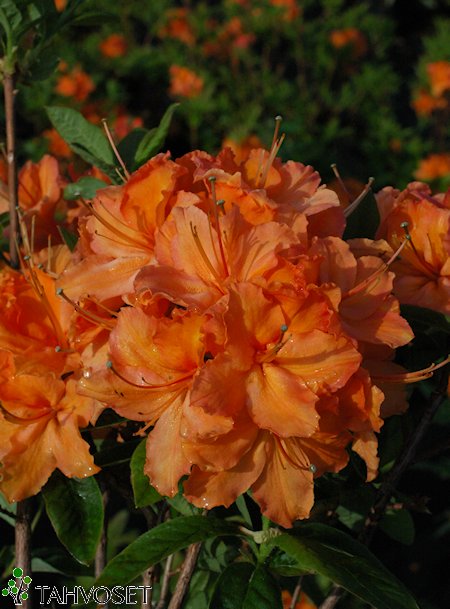 Rhododendron Lights-ryhmä 'Mandarin Lights', revontuliatsalea